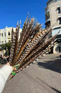 נוצת פסיון - אורך קצר
