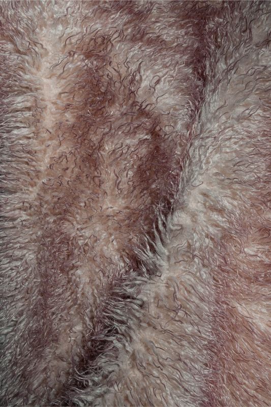 פרוות פודל גינגי